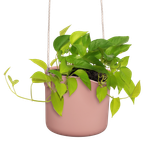 b.for swing 18cm rose poudré